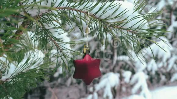 圣诞星型装饰挂在雪松枝上视频的预览图