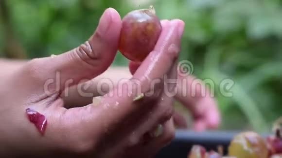 葡萄水果家庭葡萄酒加工用年轻的雌性拇指和食指彻底挤压水果视频的预览图