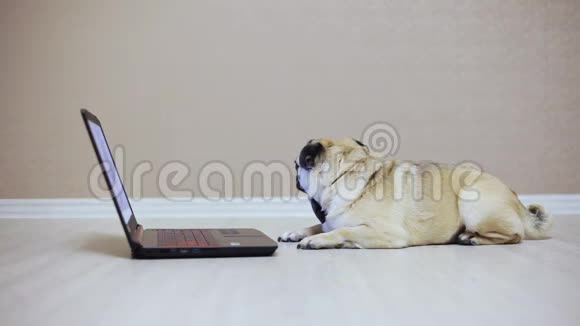 一只可爱的小狗看着笔记本电脑的屏幕穿着蝴蝶看着电影累了侧视着视频的预览图