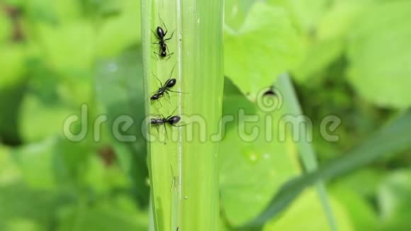 三只蚂蚁成群结队地聚集在公园的绿草上视频的预览图