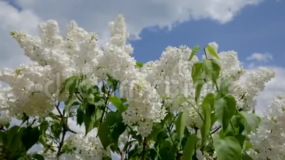 春天美丽的灌木丛开着白色的丁香花视频的预览图