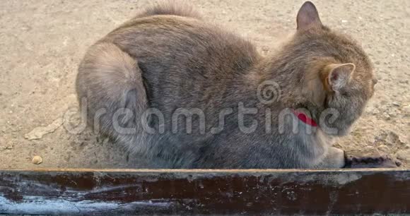 坐在水泥板上的睡猫视频的预览图