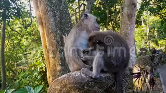猴子在另一只猴子身上寻找跳蚤视频的预览图