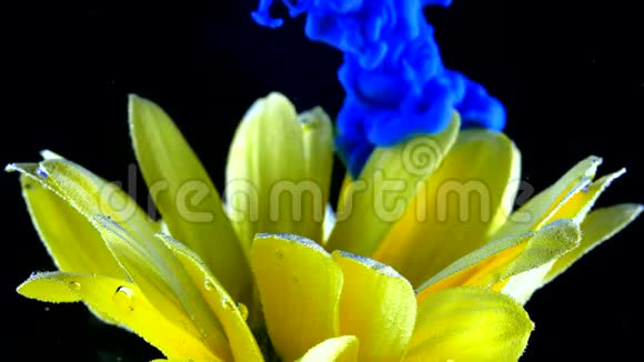 黄色的花朵在水下与蓝色的墨水反应和创造抽象的云层形成可用作过渡视频的预览图