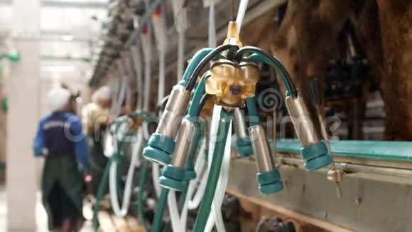 现代奶牛在一个现代化的大农场里挤奶用现代设备挤奶牛奶挤奶工业视频的预览图