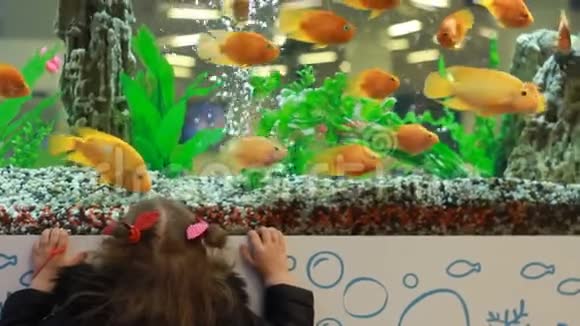 小女孩在水上水族馆的玻璃后面观看金鱼视频的预览图