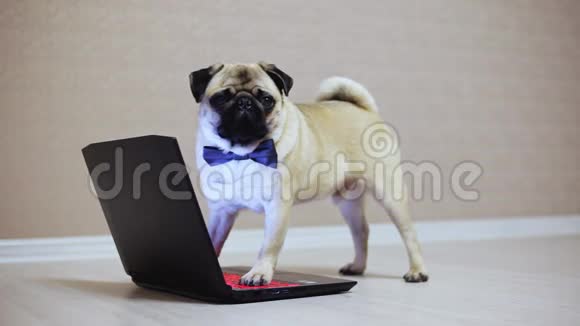 优雅的小狗在笔记本电脑上工作穿着蝴蝶看电影爪子在键盘上视频的预览图