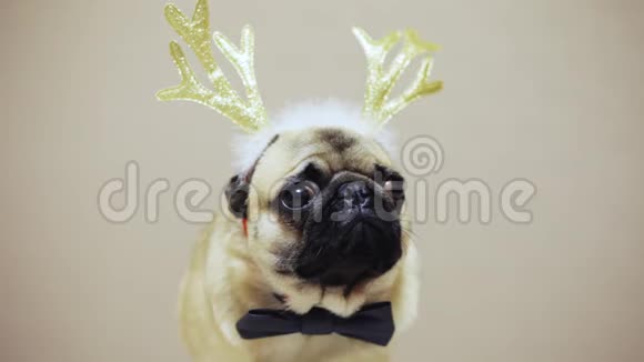 鹿角穿着新年装的小狗狗的可爱滑稽形象视频的预览图