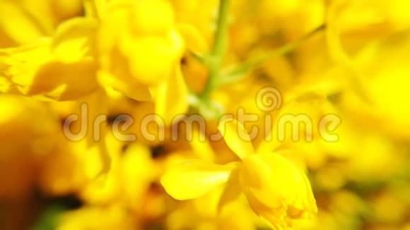 把菜籽油的彩色花收起来盛开的黄色油菜花视频的预览图