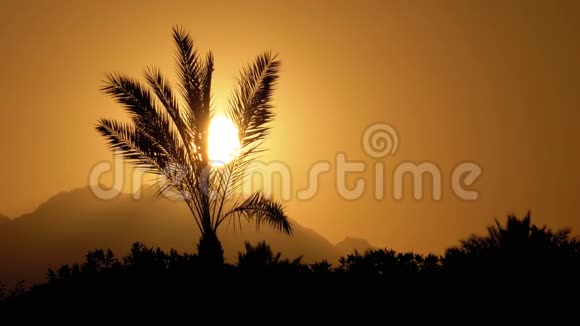 日落时热带棕榈树慢动剪影视频的预览图