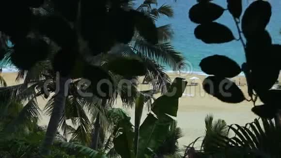 人棕榈树和海滩视频的预览图