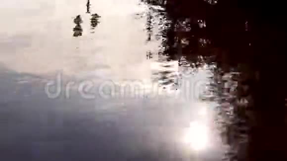 宁静的夏日清晨池塘水上的阳光嬉戏视频的预览图
