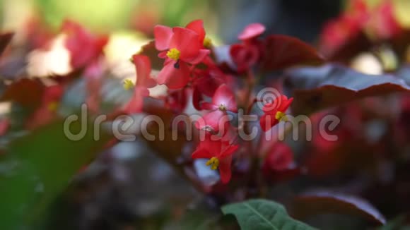 阳光明媚的一天花坛上生长着红色鲜艳的花朵库存录像美丽的花坛里视频的预览图