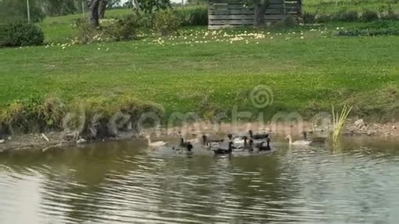 印度在池塘里跑鸭子视频的预览图