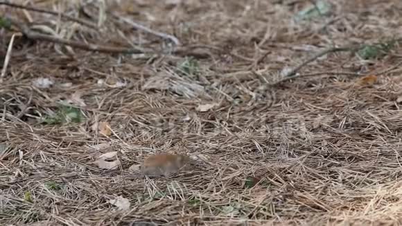 常见的田鼠在森林中的松针中寻找食物视频的预览图