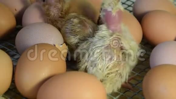 刚刚孵化在家养箱里的小鸡视频的预览图