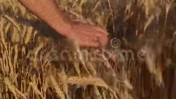 人手划麦子视频的预览图