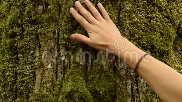 女人的手抚抚树皮视频的预览图