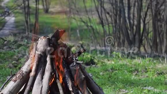 在森林里用木头烧火火灾背景下森林中的绿色草坪视频的预览图