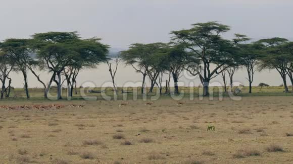 春天的牧歌羚羊在非洲草原上奔跑视频的预览图