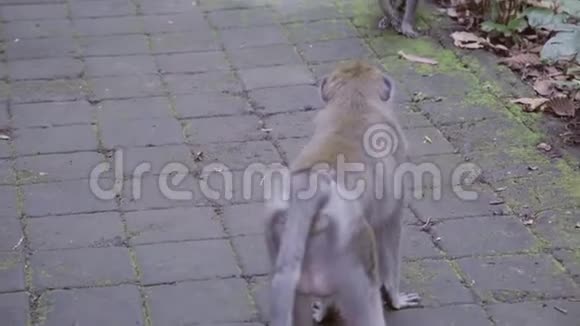 两个男人和一个女孩走在亚洲公园的小路上经过猴子视频的预览图