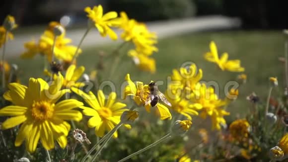 蜜蜂在花上飞行慢动作视频的预览图