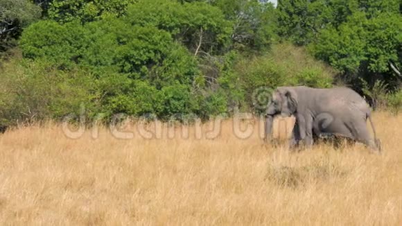 非洲大象妈妈覆盖她的婴儿在灌木丛附近的草原上行走视频的预览图