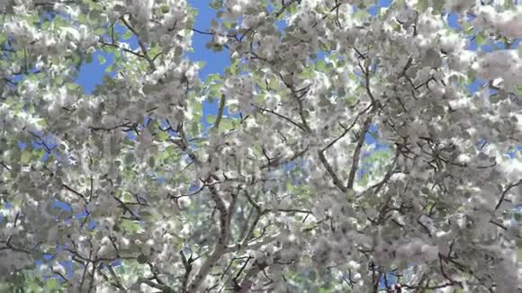 白杨树在蓝天上的绒毛视频的预览图
