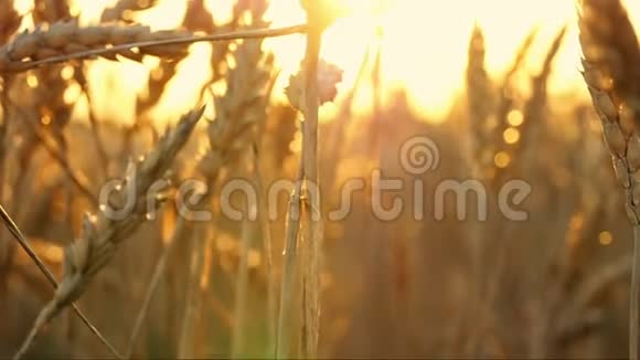 日落特写时田野里的小麦金穗把相机从下移到上视频的预览图
