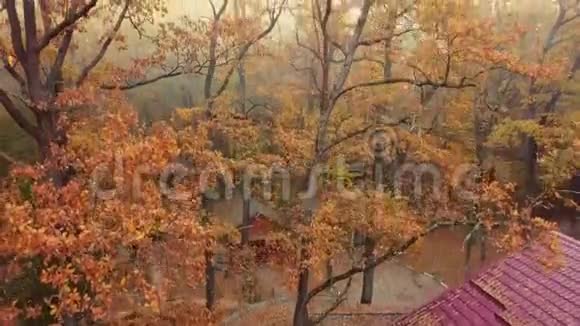 日落时美丽的秋林空中观景太阳光线穿过树叶视频的预览图