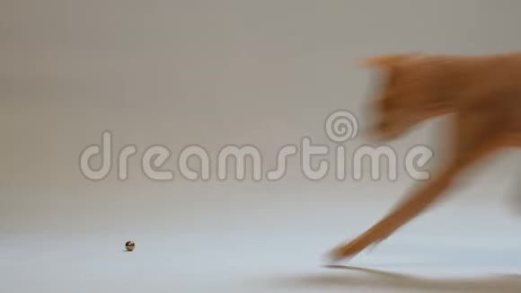 猫品种唐斯芬克斯卷一个小金属球在白色背景玩宠物视频的预览图