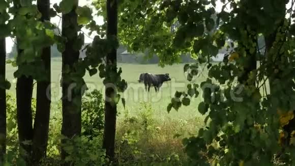 奶牛在草地上放牧枝叶之间的框架视频的预览图