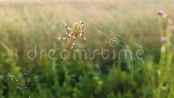 蜘蛛在早晨织网视频的预览图
