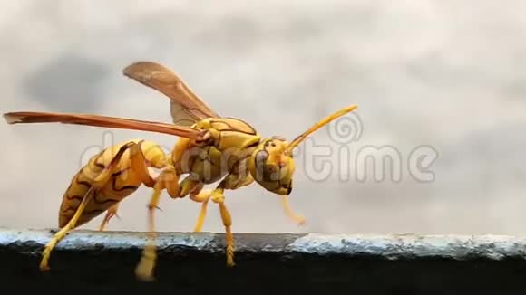 深彩色的黄色印度黄纸黄蜂橄榄或伞黄蜂走在铁上印度视频的预览图