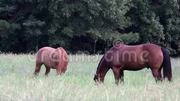 两匹马懒洋洋地在牧场上吃草视频的预览图