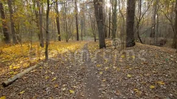 在秋日的阳光下在一片高大树木的森林里行走有着长长的阴影视频的预览图