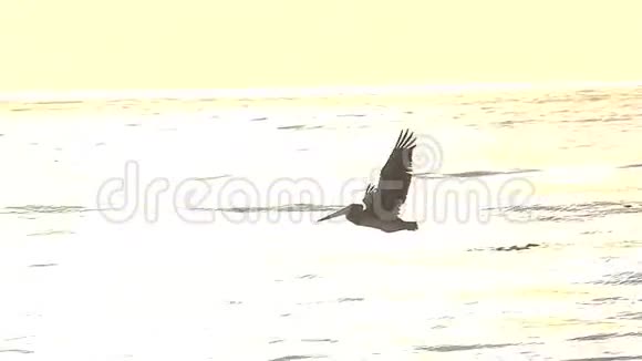 鸟缓慢地飞越海洋视频的预览图