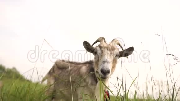 夏天她在泥泞的草地上躺着吃草吃着灰色的山羊视频的预览图