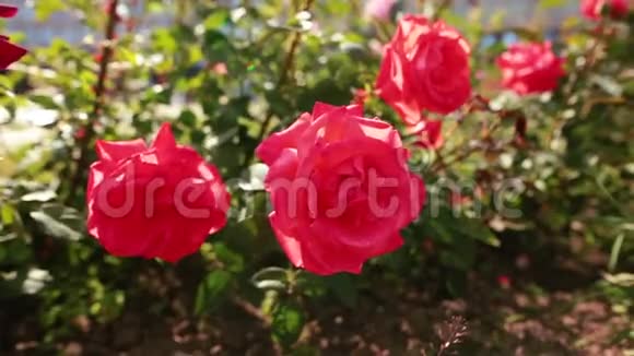 花园里的许多红玫瑰视频的预览图