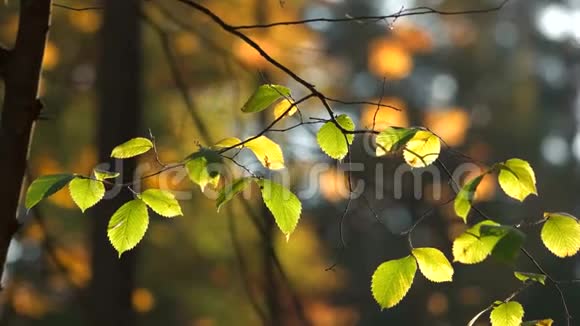 太阳光束中新鲜的桦树叶视频的预览图