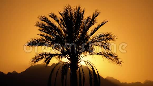 日落时热带棕榈树慢动剪影视频的预览图