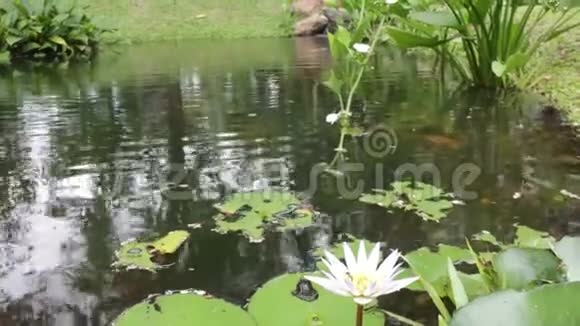 夏日的小池塘里的水花视频的预览图