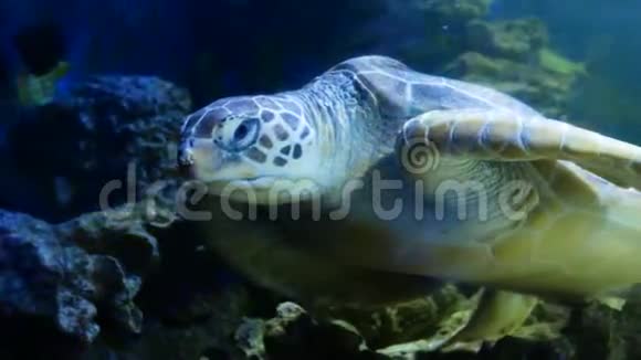 海龟在大型水族馆里休息埃雷托摩切亚姆巴塔视频的预览图