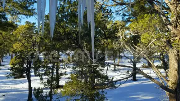 冰柱融化滴水与雪地和松树视频的预览图