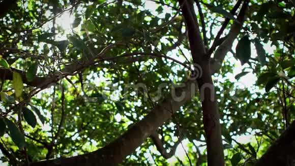 台北公园的绿树丛中慢镜头美丽的阳光视频的预览图