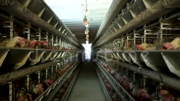 家禽养殖场鸡坐在露天笼子里吃混合饲料传送带上躺着母鸡鸡蛋养鸡场视频的预览图