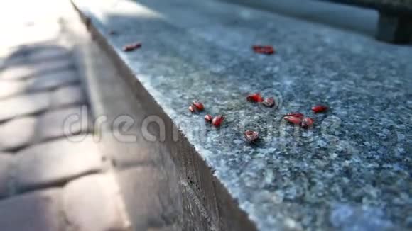 花岗岩上的红甲虫视频的预览图