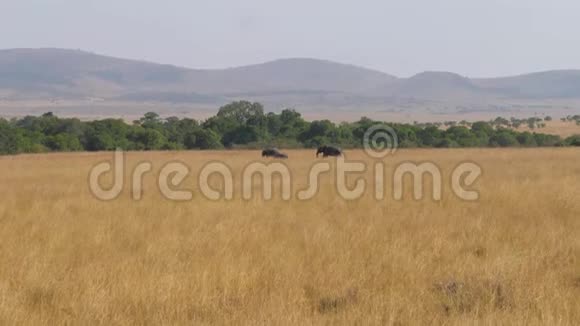 非洲大象与高大的干草相互穿越草原视频的预览图