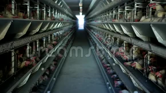 家禽养殖场鸡坐在露天笼子里吃混合饲料传送带上躺着母鸡蛋农场视频的预览图
