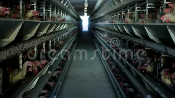 家禽养殖场鸡坐在露天笼子里吃混合饲料传送带上躺着母鸡鸡蛋农场视频的预览图